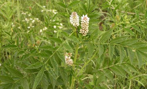 甘草为何称国老